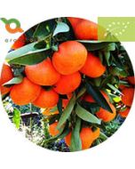 Mandarino senza semi Bio