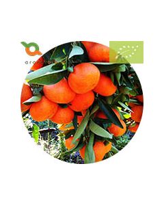 Mandarino senza semi Bio 4.5 Kg