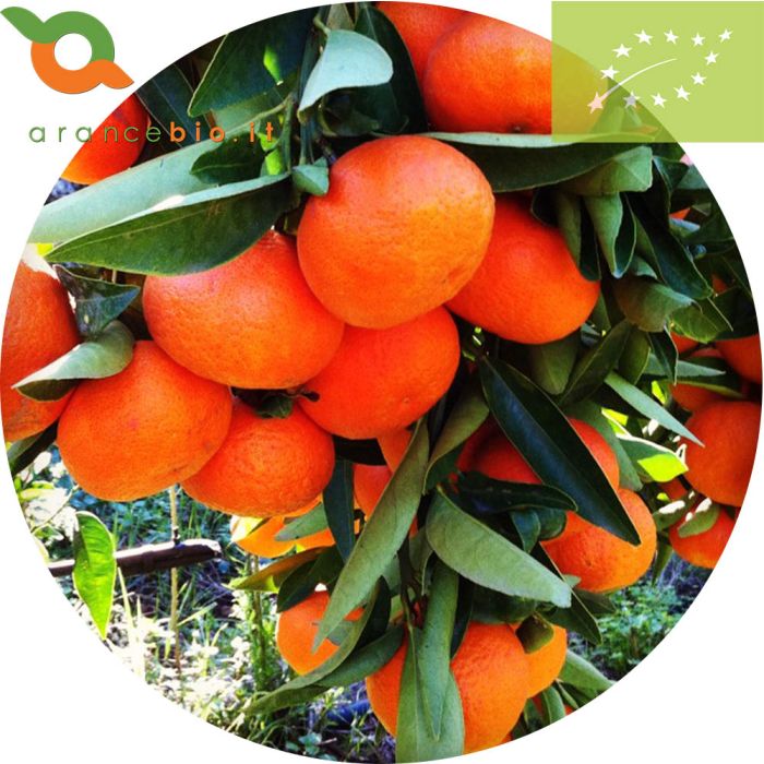 Mandarino tardivo senza semi biologico varietà Mandalate. Cassa da 9 Kg